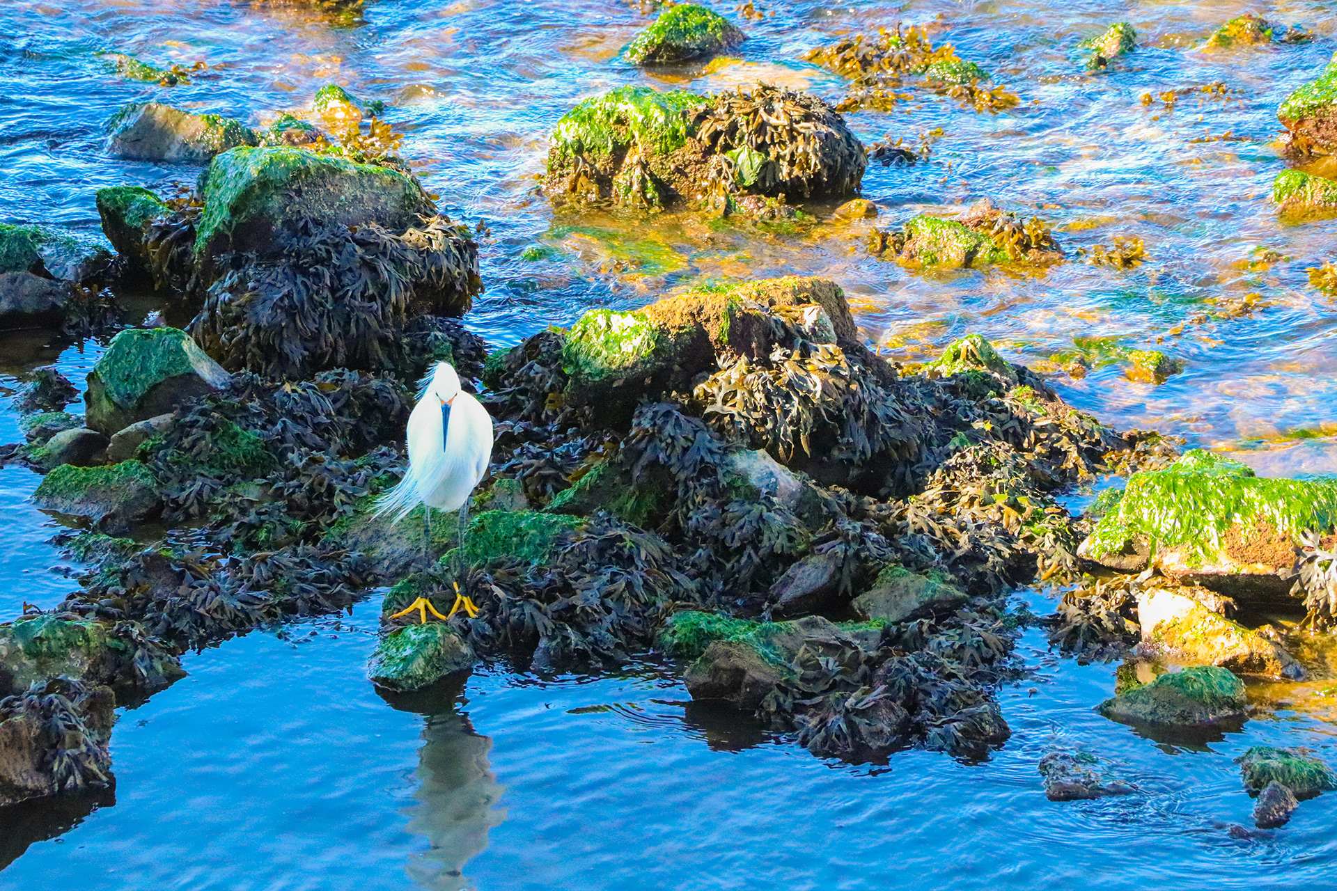 Bird 1 Image
